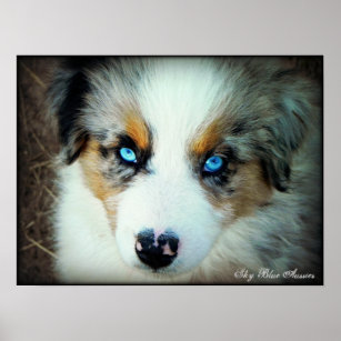 Blue Merle Aussie Puppy Poster