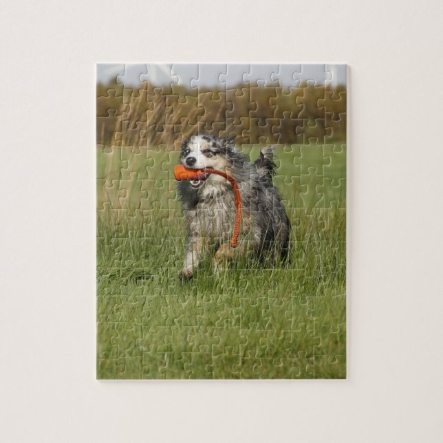 blue merle aussie running w toy jigsaw puzzle (Vertical)
