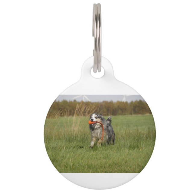 blue merle aussie running w toy pet tag (Front)