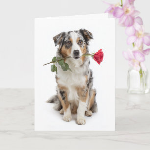 Blue Merle Aussie Valentine Card