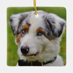 Blue Merle Australian Shepherd Puppy Ceramic Ornament