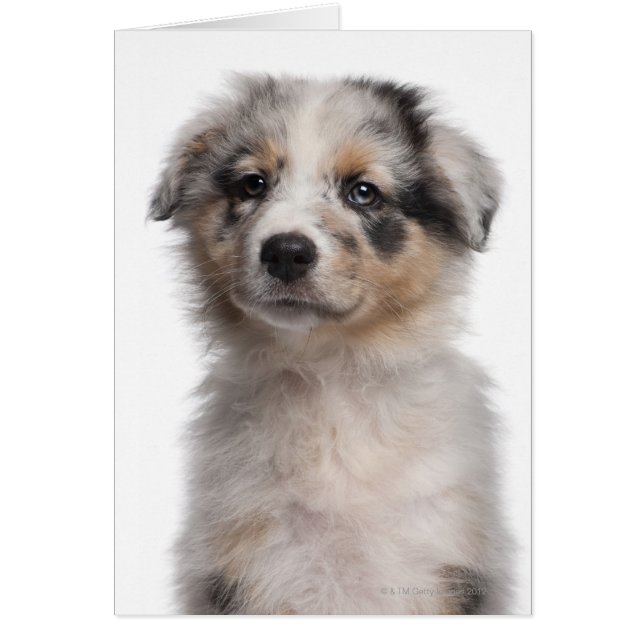 Blue Merle Australian Shepherd puppy close-up (Front)