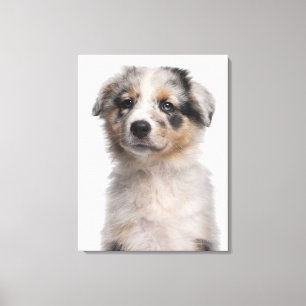 Blue Merle Australian Shepherd puppy close-up Canvas Print