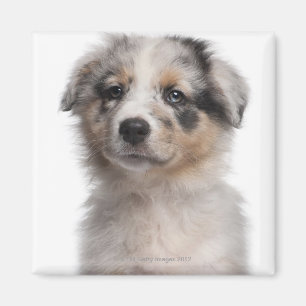 Blue Merle Australian Shepherd puppy close-up Magnet