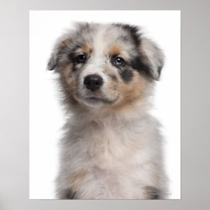 Blue Merle Australian Shepherd puppy close-up Poster