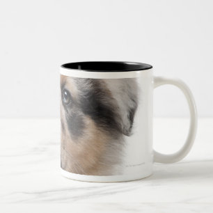 Blue Merle Australian Shepherd puppy close-up Two-Tone Coffee Mug