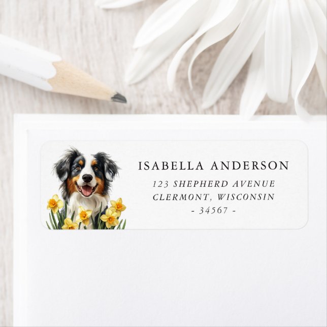 Blue Merle Australian Shepherd Spring Daffodils (Insitu)