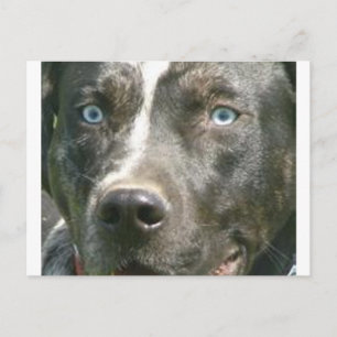 blue merle catahoula.png postcard
