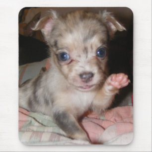 Blue Merle Chihuahua 1 Mouse Mat
