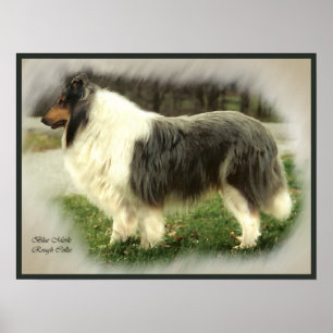 Blue Merle Collie Art Print