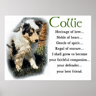Blue Merle Collie Gifts Poster