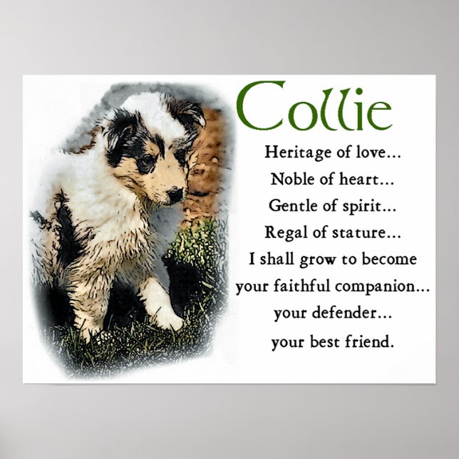 Blue Merle Collie Gifts Poster (Front)