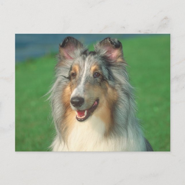 Blue Merle Collie Postcard (Front)
