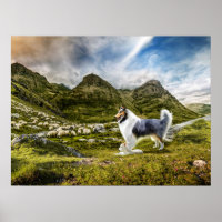 Blue Merle Collie Sheep herding in Highlands -