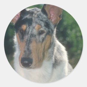 Blue Merle Collie Smooth Coat Classic Round Sticker