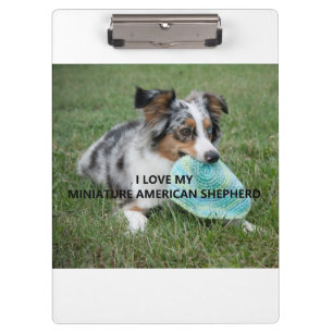 Blue_Merle_Miniature_American_Shepherd love w pict Clipboard
