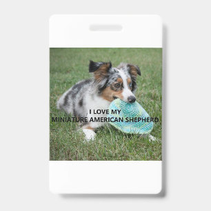 Blue_Merle_Miniature_American_Shepherd love w pict ID Badge