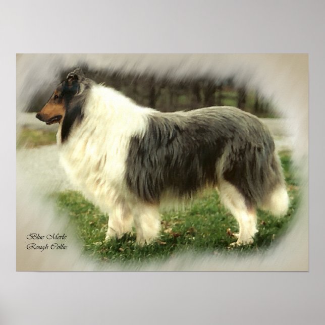 Blue Merle Rough Collie Art Gifts Poster (Front)