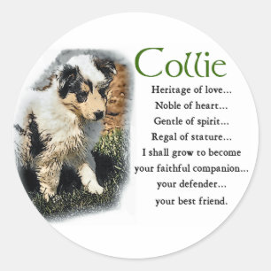 Blue Merle Rough Collie Gifts Classic Round Sticker