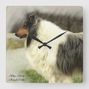 Blue Merle Rough Collie Gifts Square Wall Clock