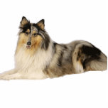 blue merle rough collie laying photo sculpture key ring<br><div class="desc">rc</div>