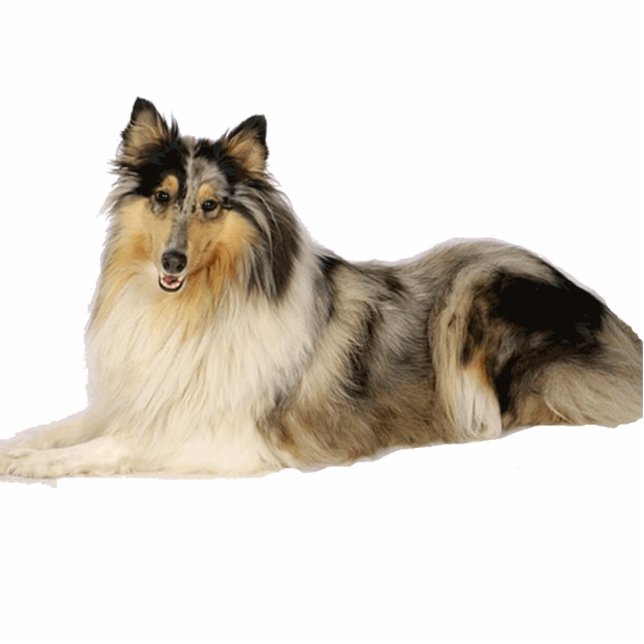 blue merle rough collie laying photo sculpture key ring (Front)