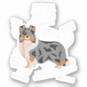 Blue Merle Sheltie Shetland Sheepdog Anatomy, Funn