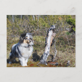 Blue Merle Shetland Sheepdog Dog Postcard