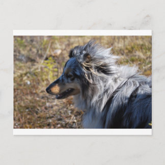 Blue Merle Shetland Sheepdog Postcard