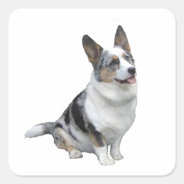 Blue Merle Welsh Corgi Square Sticker (Front)