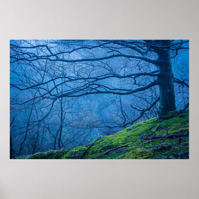 Blue Misty Morning In A Beech Forest In Sweden Poster (Front)