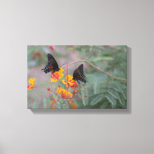 Blue Monarch Pair Butterfly's Photography Canvas Print (Front)