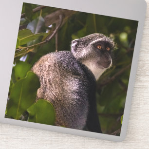 Blue monkey, Zanzibar