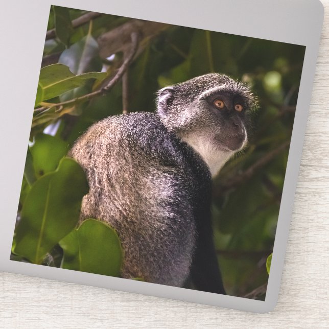 Blue monkey, Zanzibar (Detail)