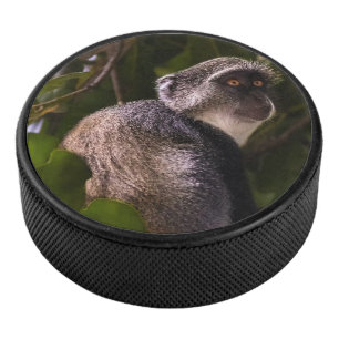 Blue monkey, Zanzibar Hockey Puck