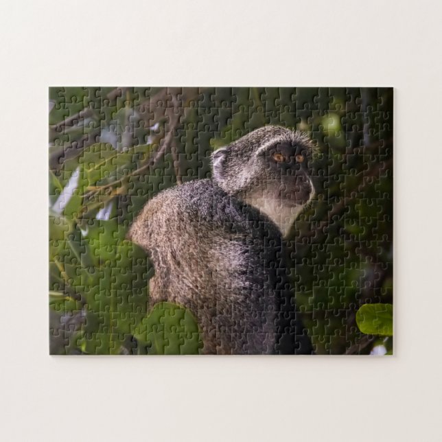 Blue monkey, Zanzibar Jigsaw Puzzle (Horizontal)