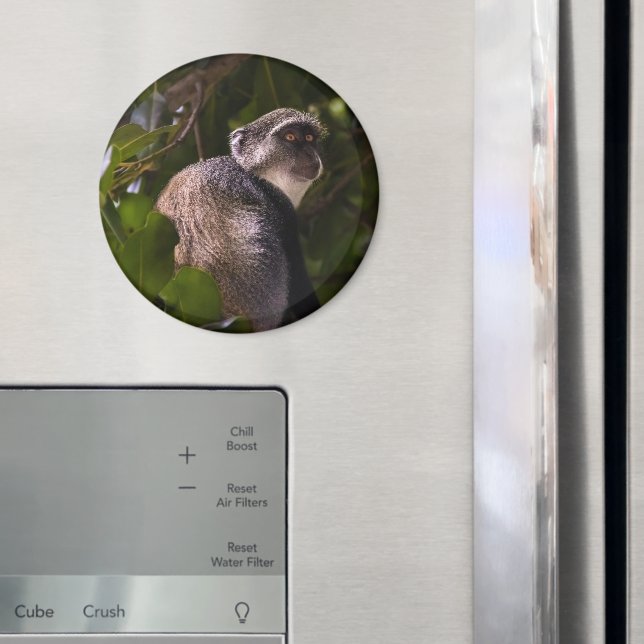Blue monkey, Zanzibar Magnet (In Situ (Fridge))