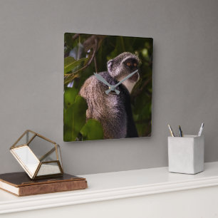Blue monkey, Zanzibar Square Wall Clock