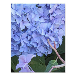 Blue Mophead Hydrangea Bloom Floral Photo Print