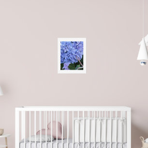 Blue Mophead Hydrangea Bloom Floral Poster