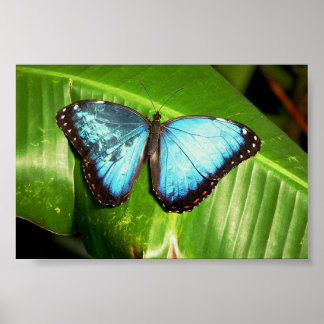 Blue Morph Butterfly Poster