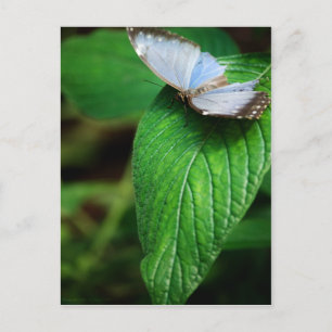 Blue Morpho 112 Postcard