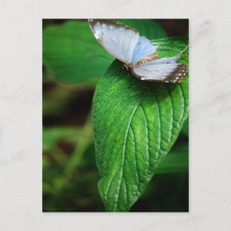 Blue Morpho 112 Postcard