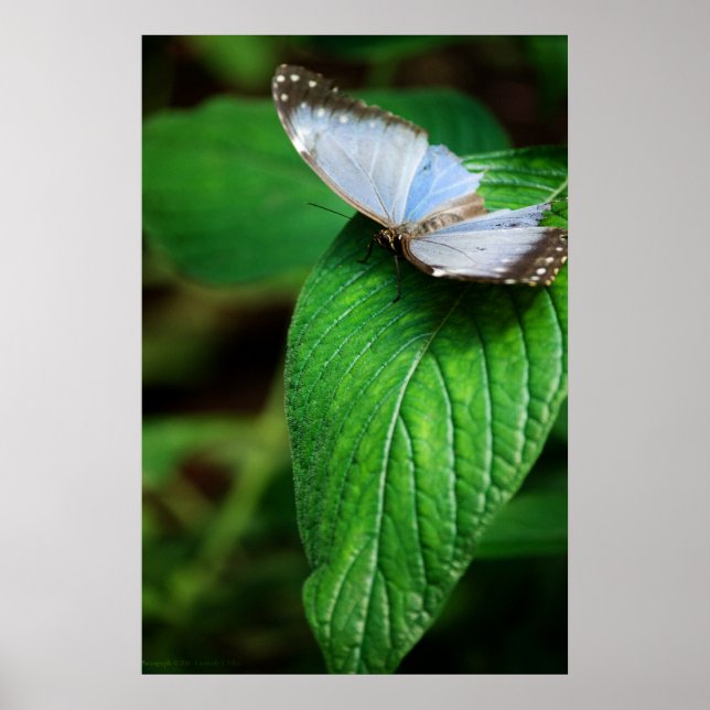 Blue Morpho 112 Print (Front)