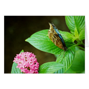 Blue Morpho 143 Card