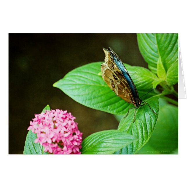Blue Morpho 143 Card (Front Horizontal)
