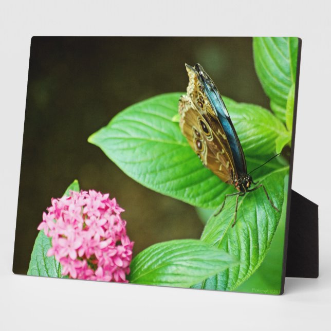 Blue Morpho 143  Plaque (Side)