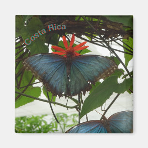 Blue Morpho Butterflies Cust. Magnet