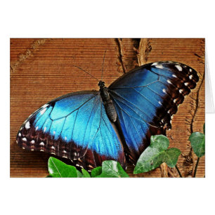 Blue Morpho - Butterfly