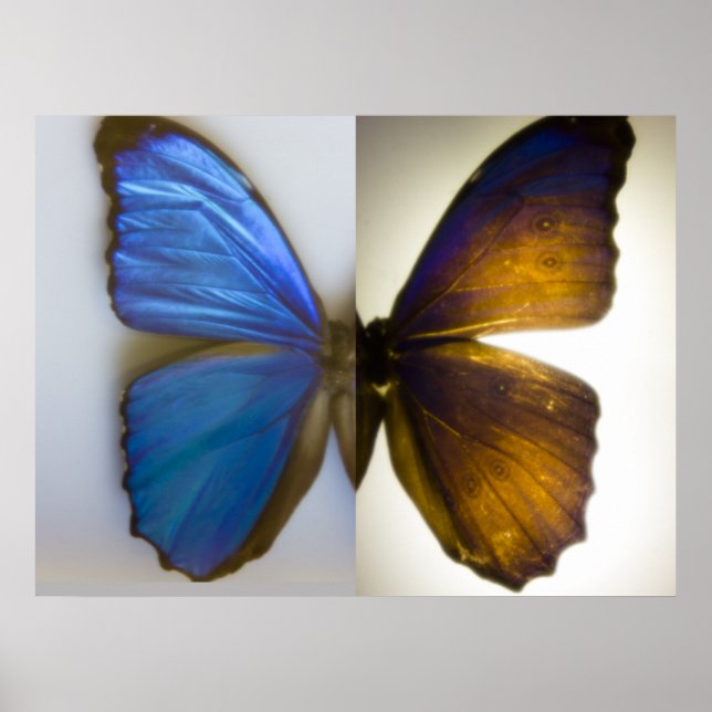 Blue Morpho Butterfly both sides Poster (Front)